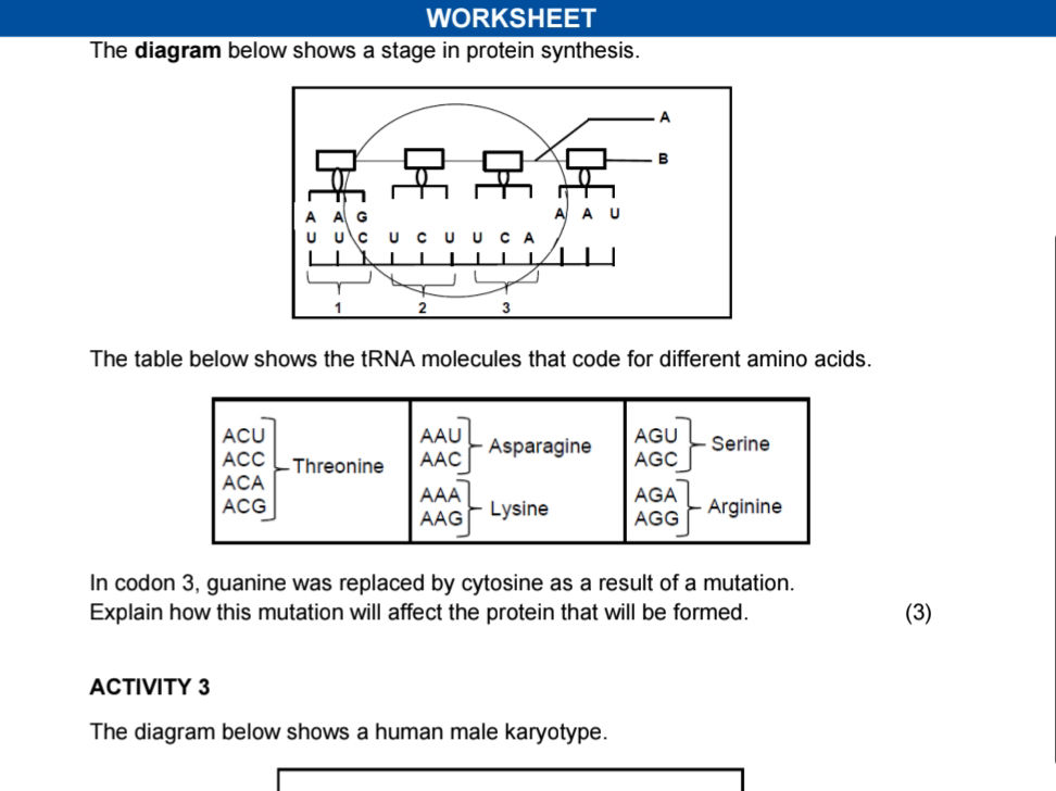 The diagram below shows a stage in protein | StudyX