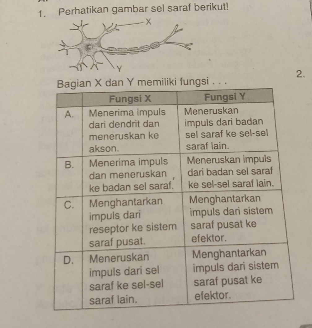 Perhatikan gambar sel saraf berikut! Bagian | StudyX