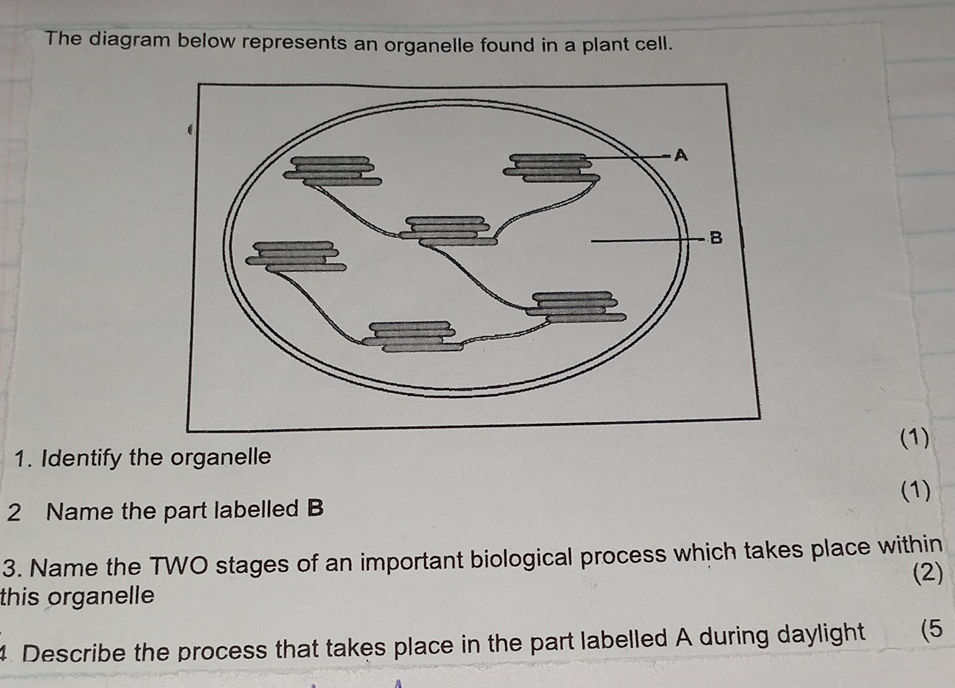 The diagram below represents an organelle