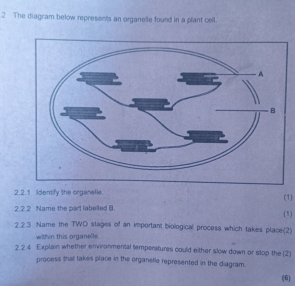 2. The diagram below represents an | StudyX