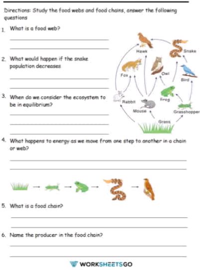 Directions Study The Food Webs And Food Studyx