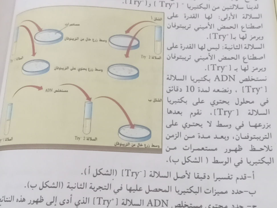 أ- قدم تفسيرا دقيقا لأصل السلالة [Try⁻] | StudyX