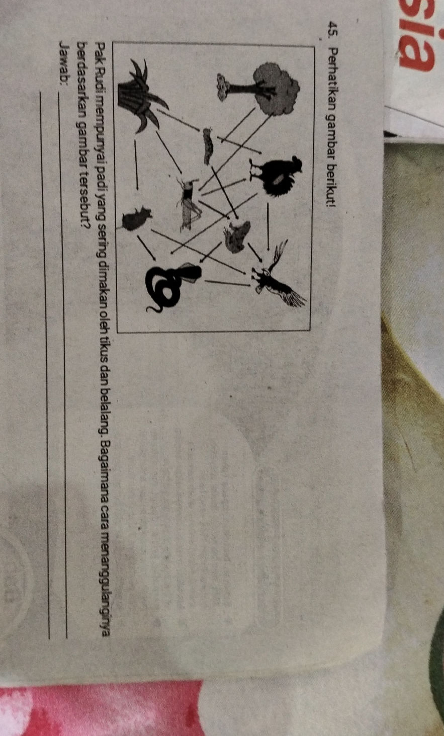 45. Perhatikan gambar berikut! Pak Rudi | StudyX