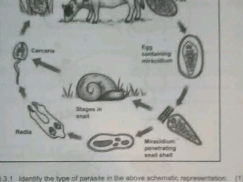 8.3.1 Identify the type of parasite in the | StudyX