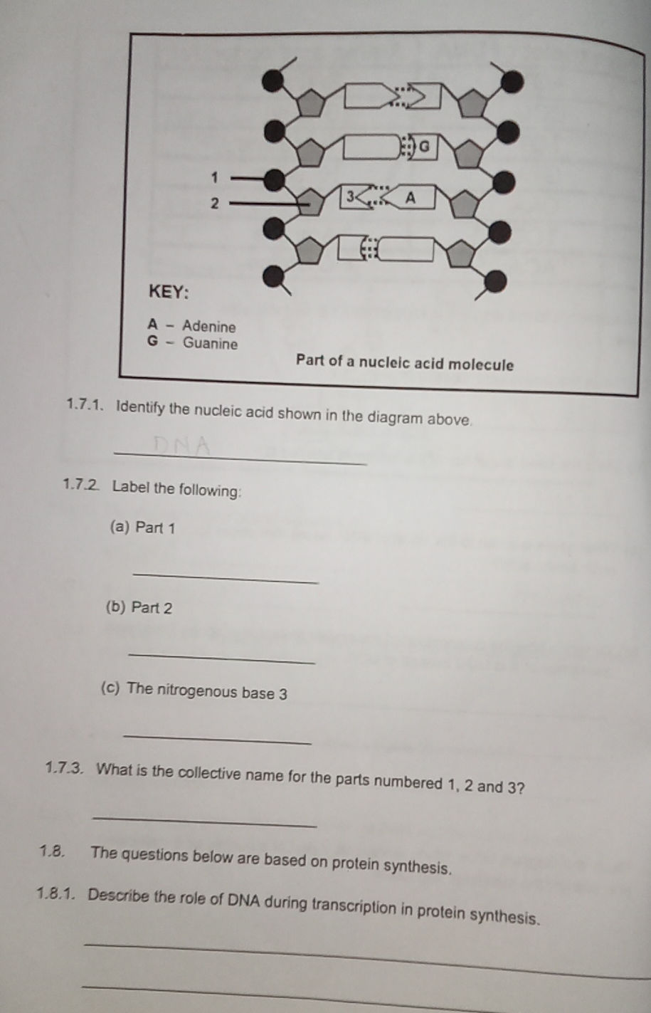 1.7.1. Identify the nucleic acid shown in | StudyX