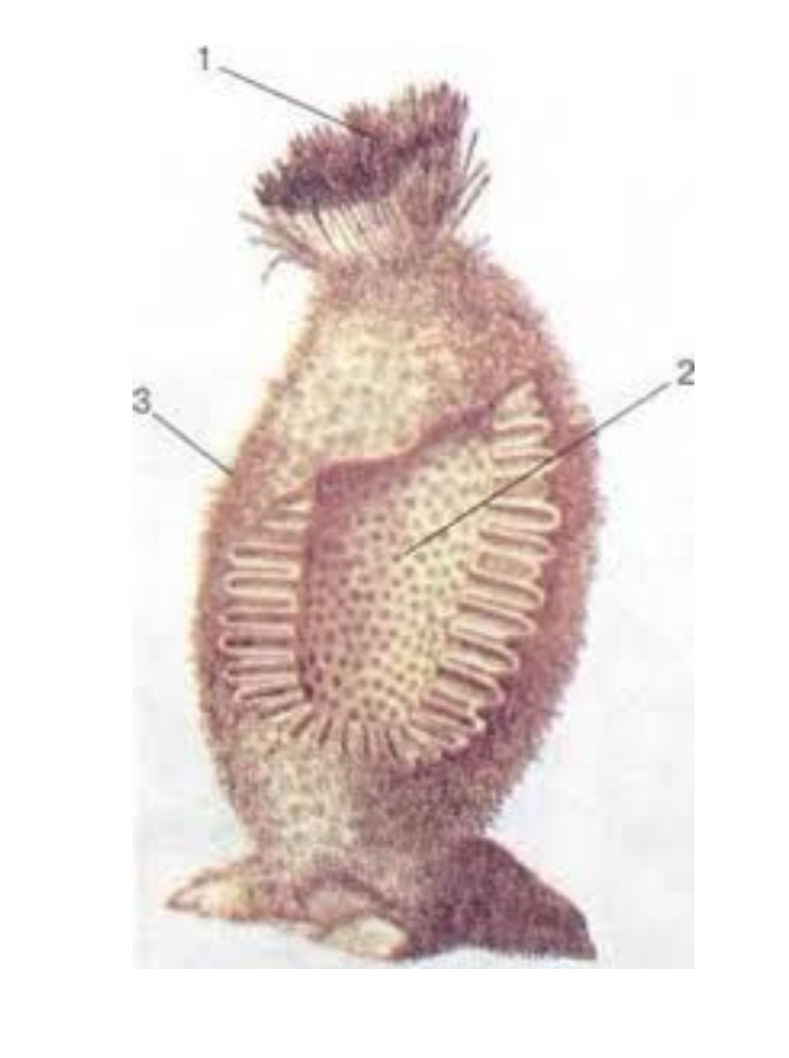 The image shows a diagram of a biological