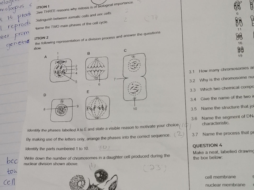 STION 1 Give THREE reasons why mitosis is of | StudyX