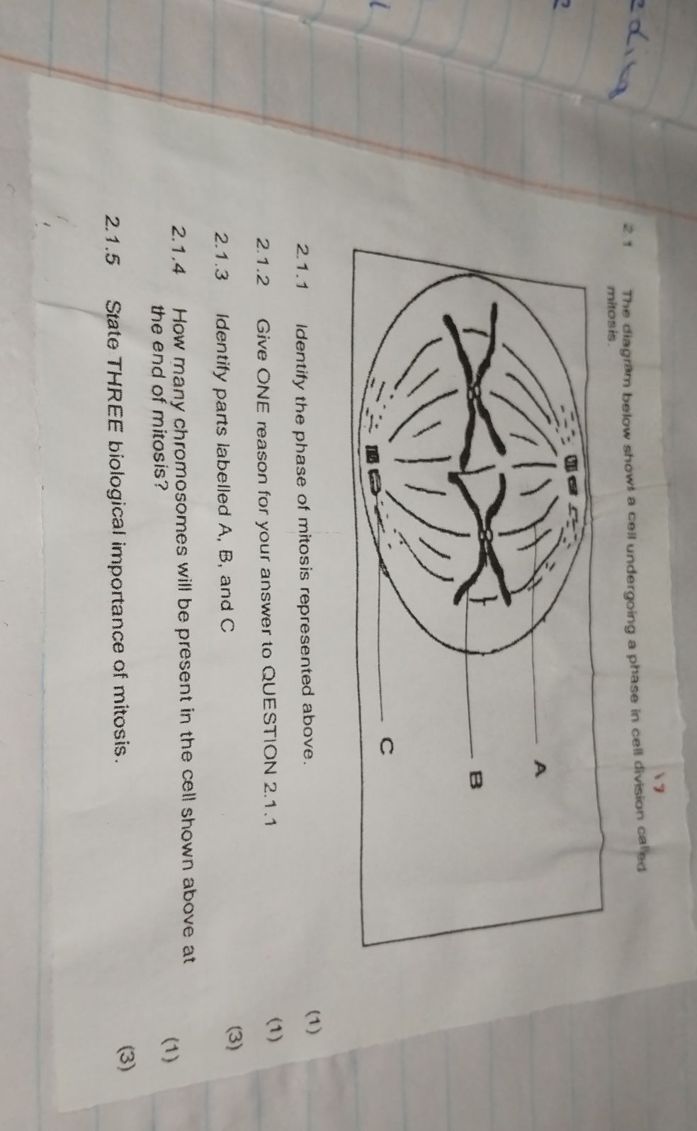 2. The diagram below shows a cell | StudyX
