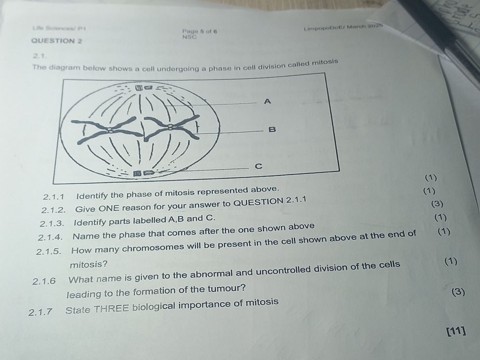 2. 1. The diagram below shows a cell | StudyX