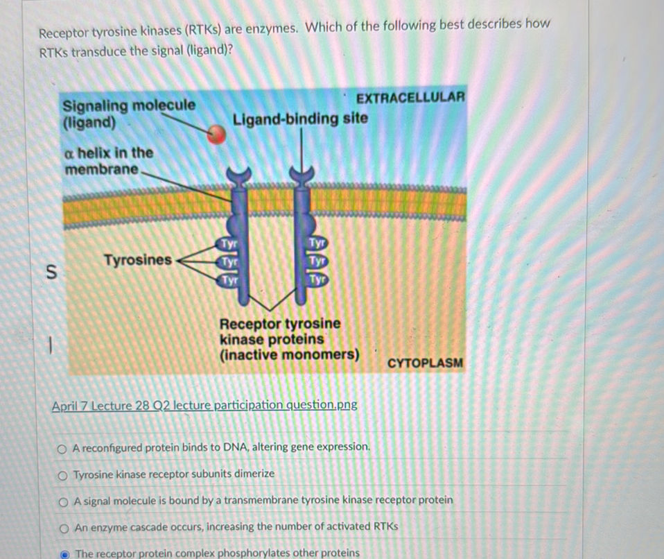 Receptor tyrosine kinases (RTKs) are | StudyX