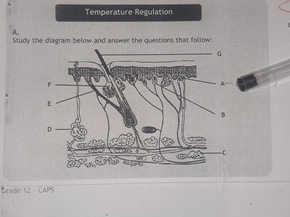 A. Study the diagram below and answer the | StudyX