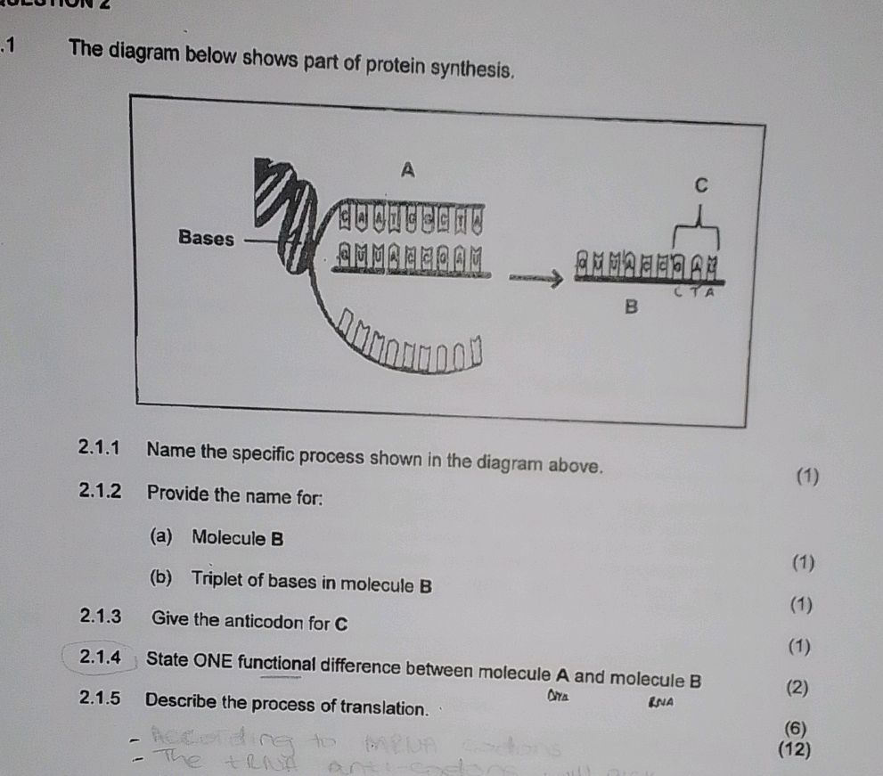2.1 The diagram below shows part of protein | StudyX