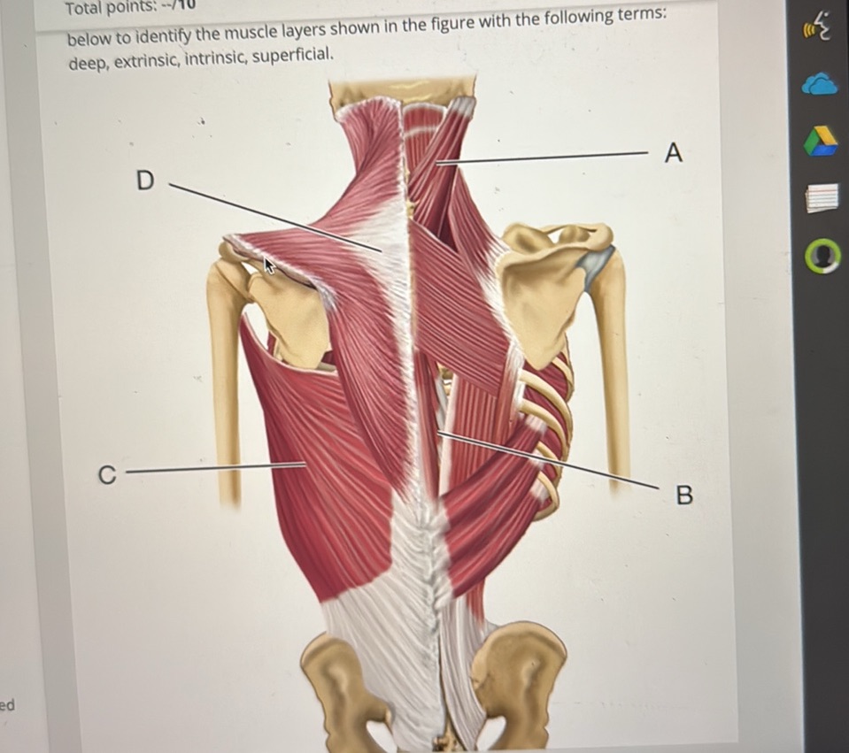 below to identify the muscle layers shown in | StudyX