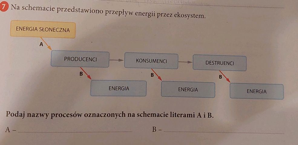 Na schemacie przedstawiono przepływ energii | StudyX