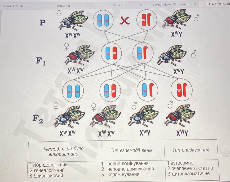 The image presents a genetic cross diagram | StudyX