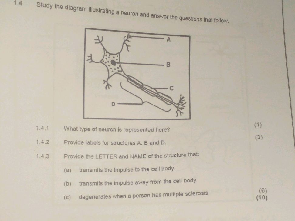 1.4 Study the diagram illustrating a neuron | StudyX