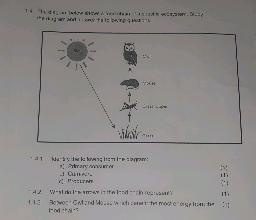 4 The diagram below shows a food chain of a