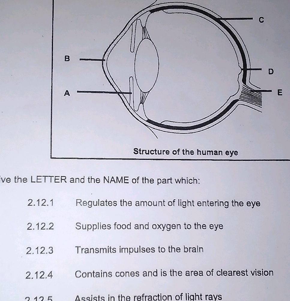 2.12.1 Regulates the amount of light | StudyX
