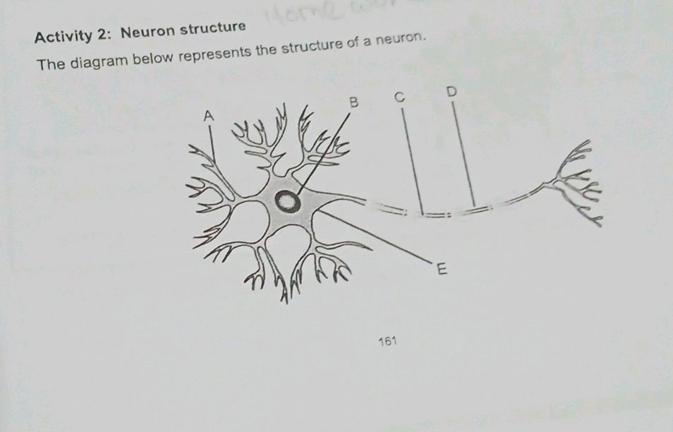 Activity 2: Neuron structure The diagram | StudyX