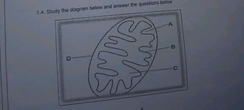 1.4. Study the diagram below and answer the | StudyX
