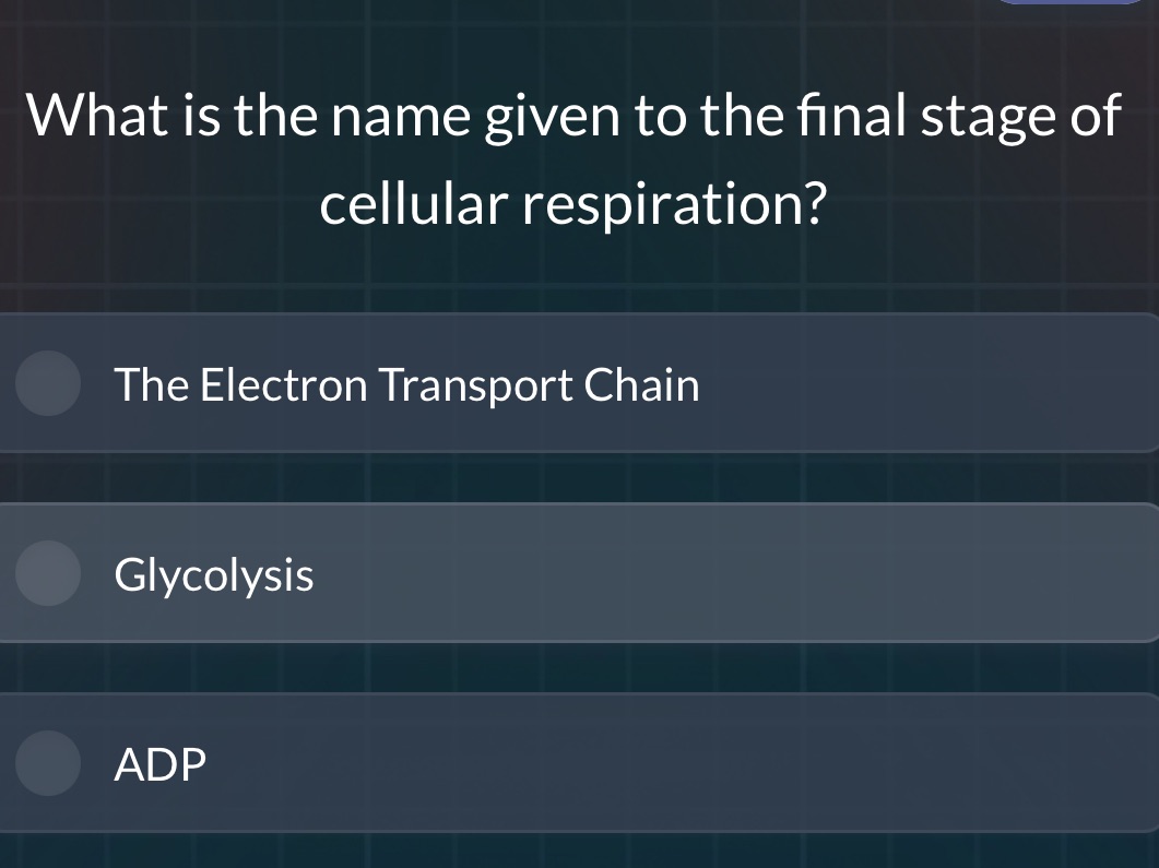 What is the name given to the final stage of | StudyX