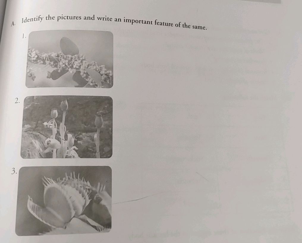 A. Identify the pictures and write an | StudyX