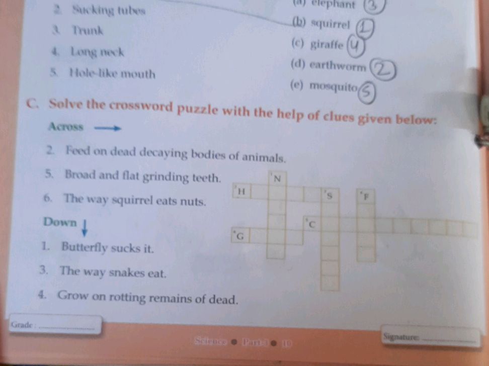 C. Solve the crossword puzzle with the help | StudyX
