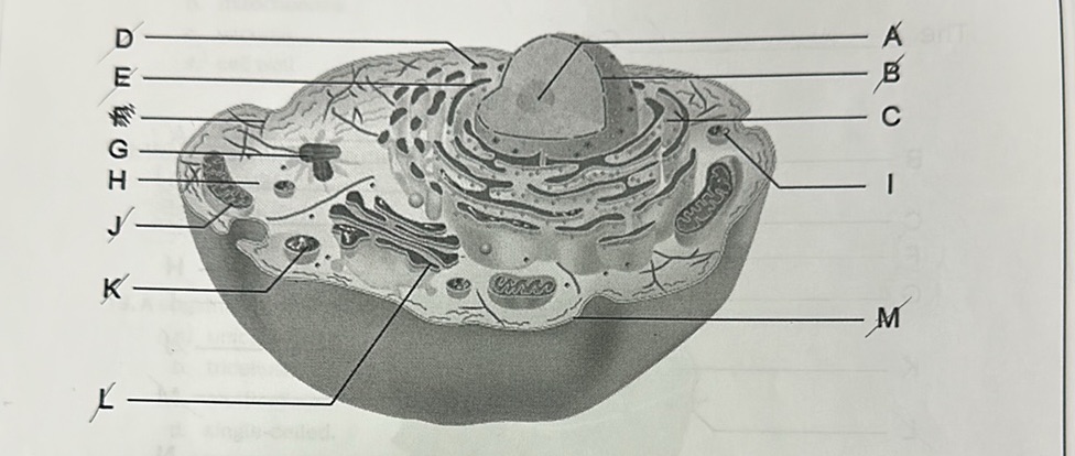 The image shows a diagram of a cell with | StudyX