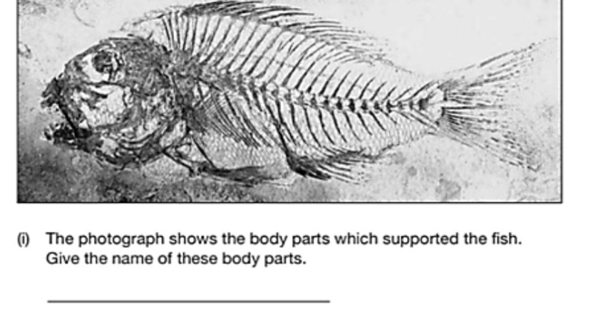 (i) The photograph shows the body parts | StudyX