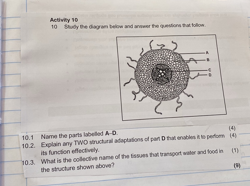 Activity 10 10 Study the diagram below and | StudyX