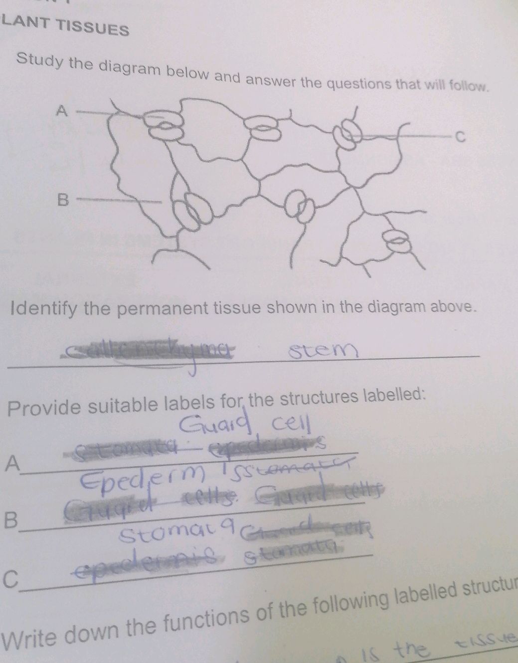 Study the diagram below and answer the | StudyX