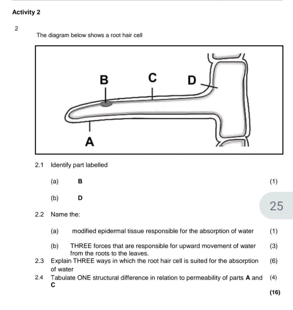 The diagram below shows a root hair cell | StudyX