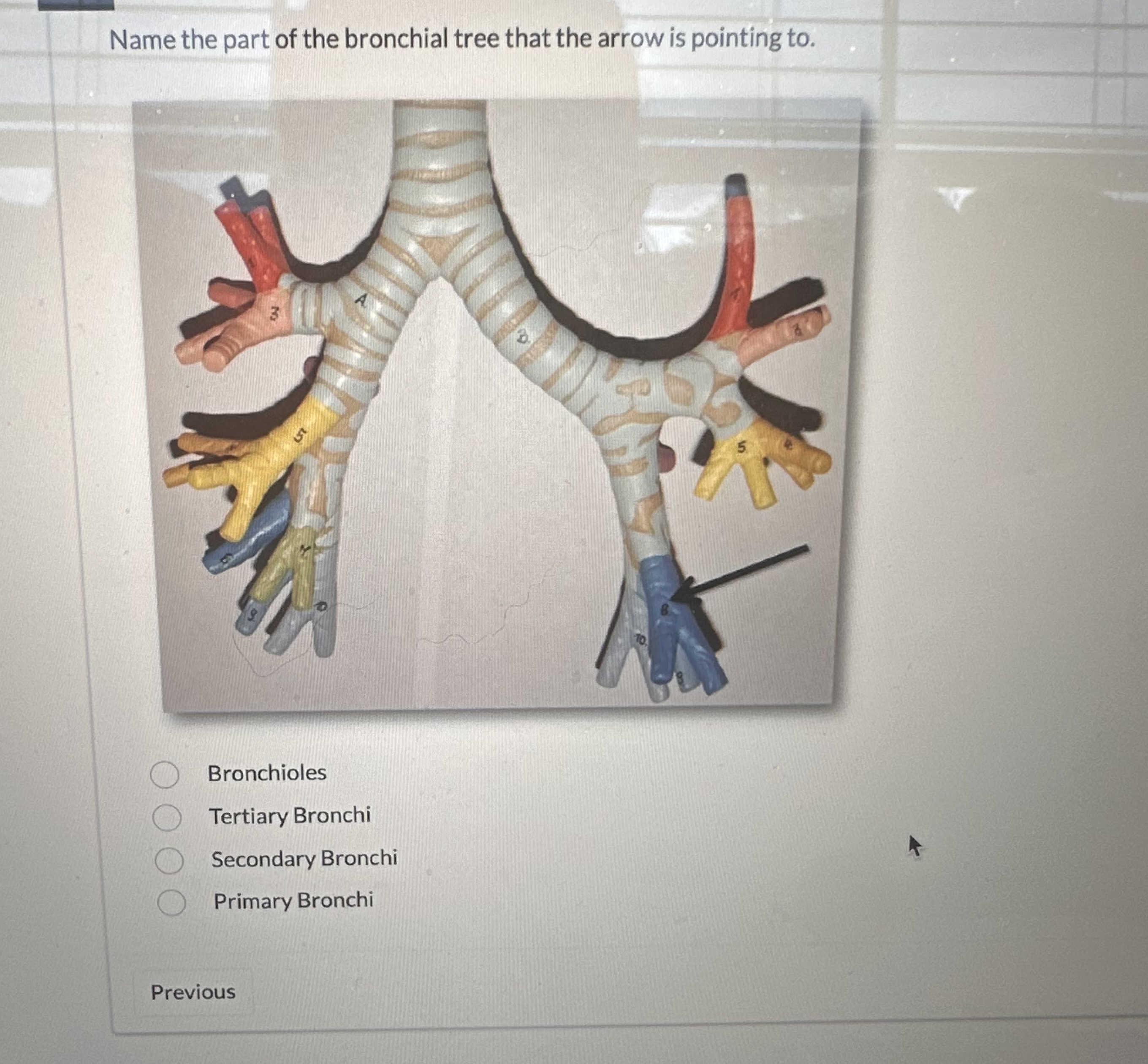 Name the part of the bronchial tree that the | StudyX
