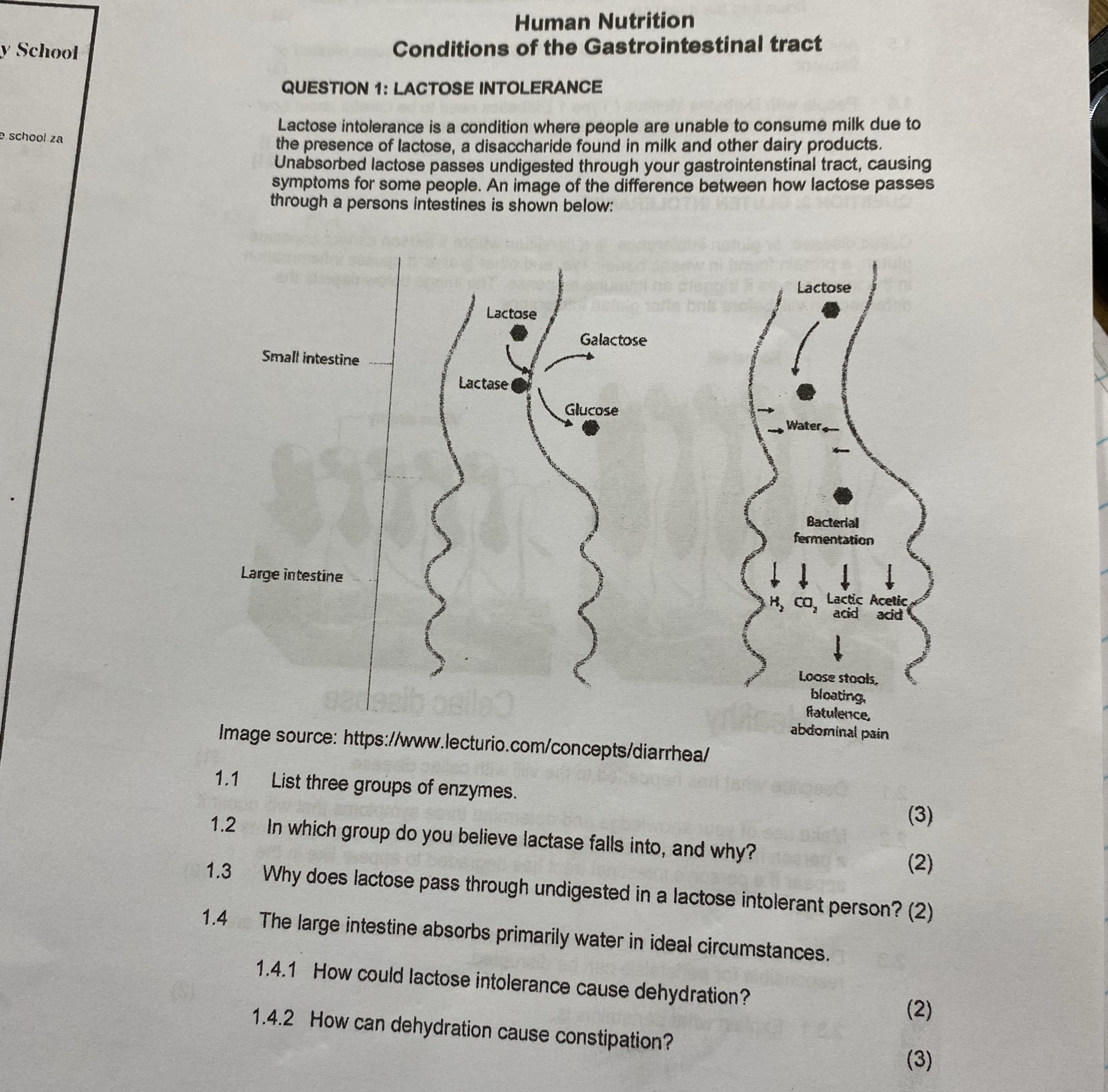 View of QUESTION 1: LACTOSE INTOLERANCE Lactose | StudyX