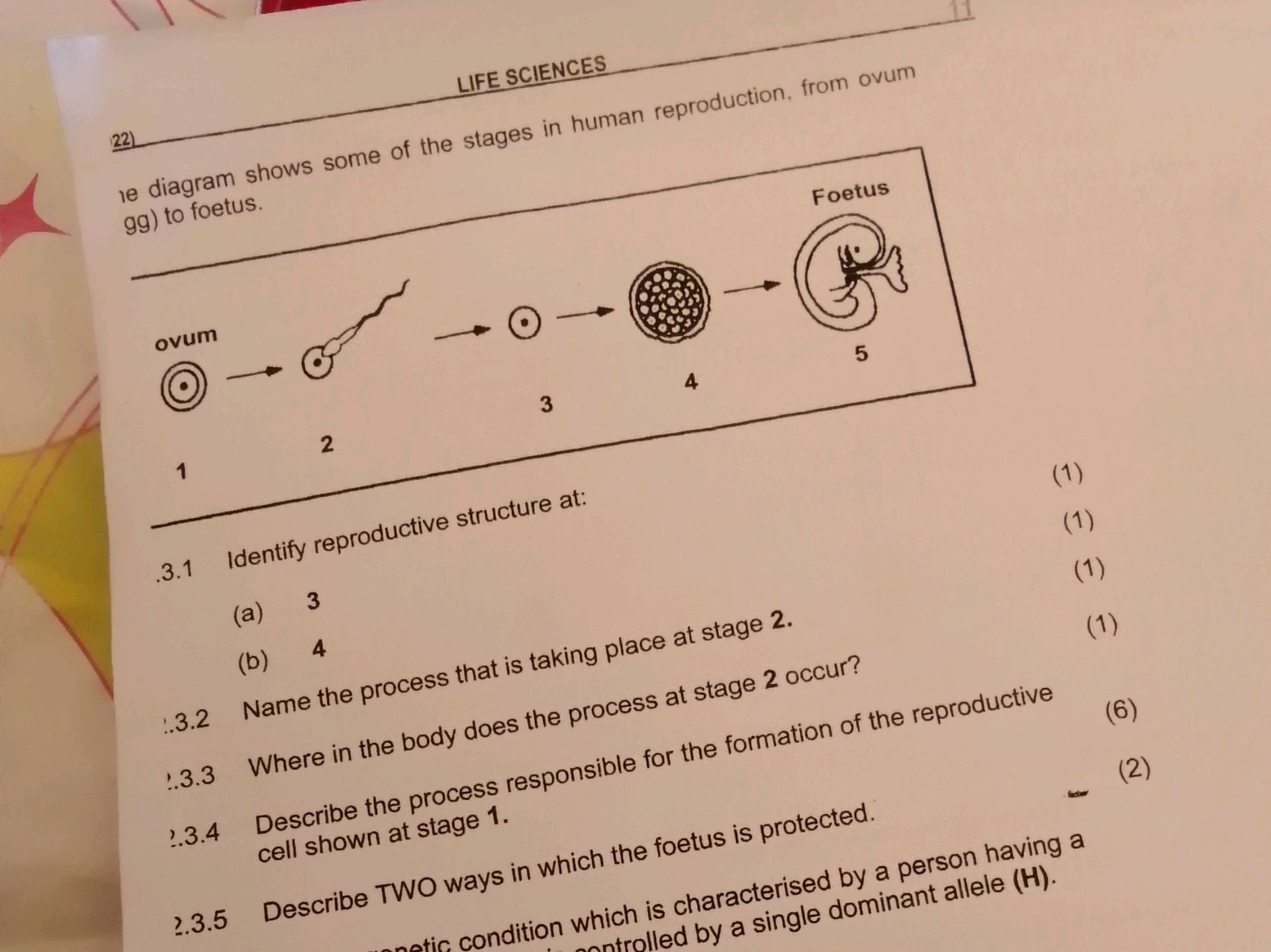 Reproductive Cell Process Identify reproductive structure at: (a) 3 | StudyX