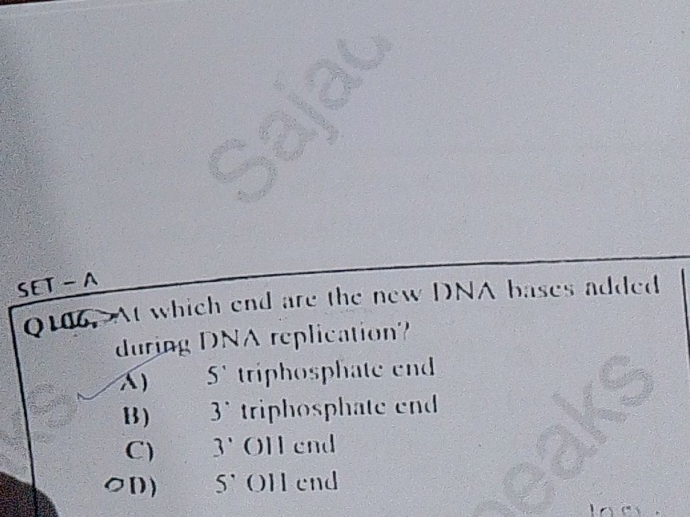 At which end are the new DNA bases added | StudyX