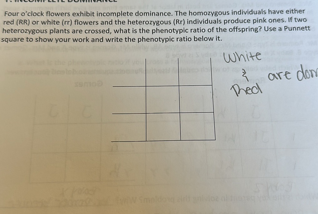 Four o'clock flowers exhibit incomplete | StudyX