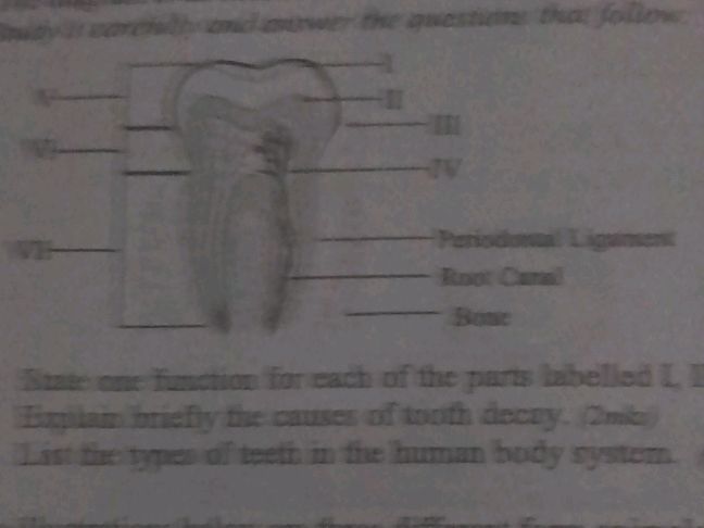 State one function for each of the parts | StudyX