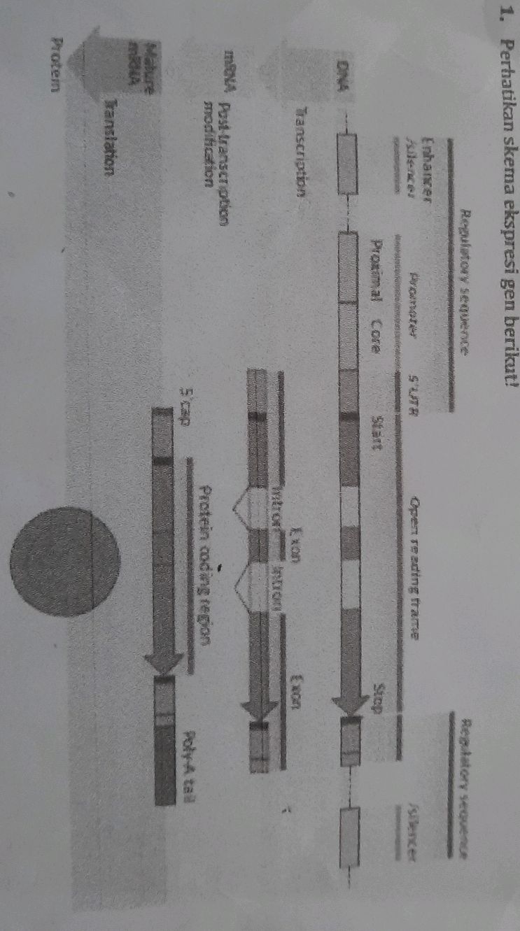 1. Perhatikan skema ekspresi gen berikut! | StudyX
