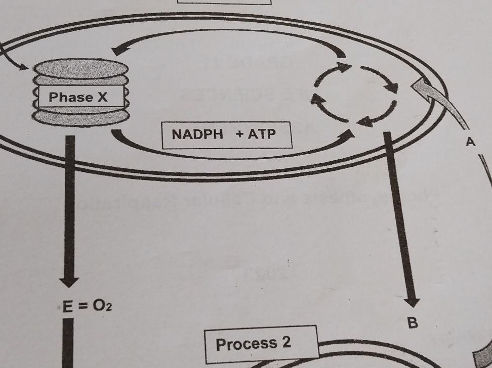 The image depicts a diagram of a biological