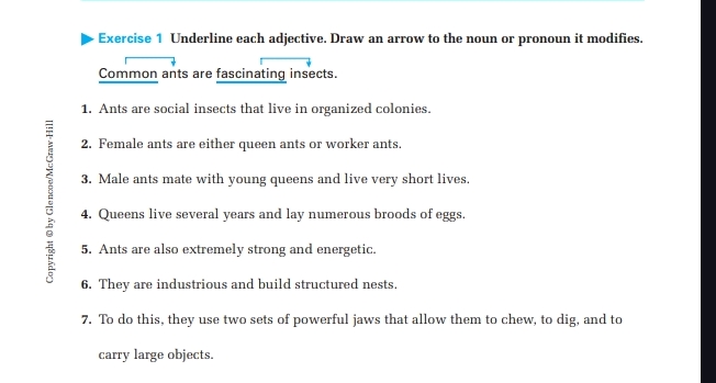 Exercise 1 Underline each adjective Draw an | StudyX