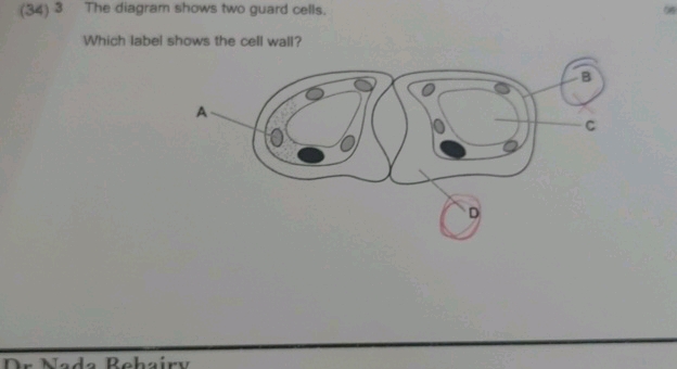 (34) 3 The diagram shows two guard cells | StudyX