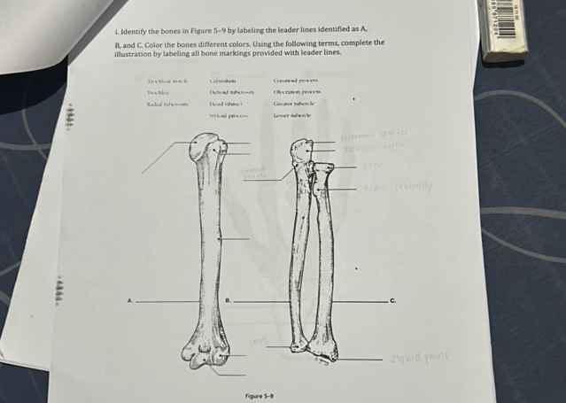 i Identify the bones in Figure 5-9 by | StudyX